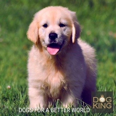 como es el Golden Retriever cachorro golden retriever