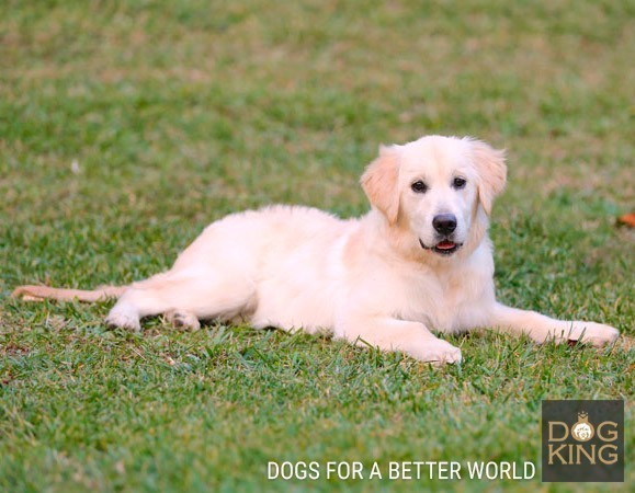 como es el Golden Retriever cachorro golden retriever