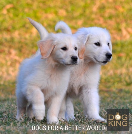 como es el Golden Retriever cachorro golden retriever