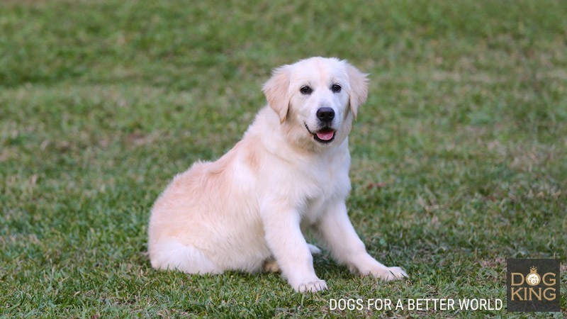 DOGKING, ¿Cómo es un Golden Retriever? DOGKING, ¿Cómo es un Golden Retriever?