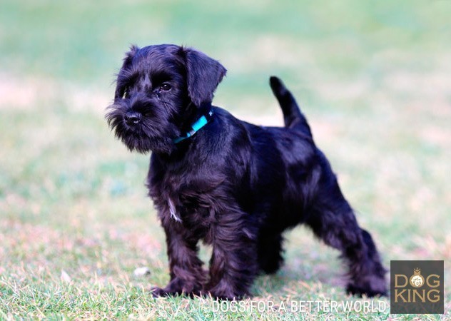 como es el schnauzer cachorro schnauzer negro