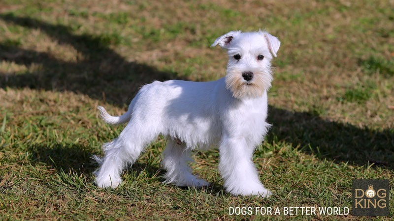 como es el schnauzer cachorro schnauzer blanco en parque