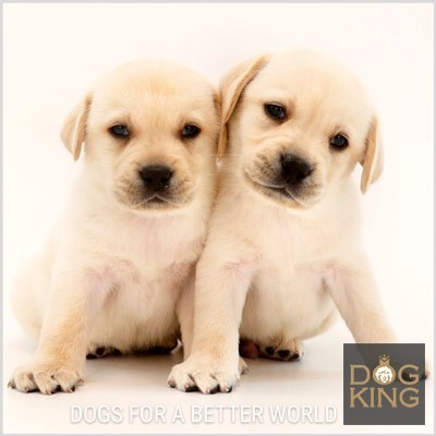 precio cachorros labrador retriever