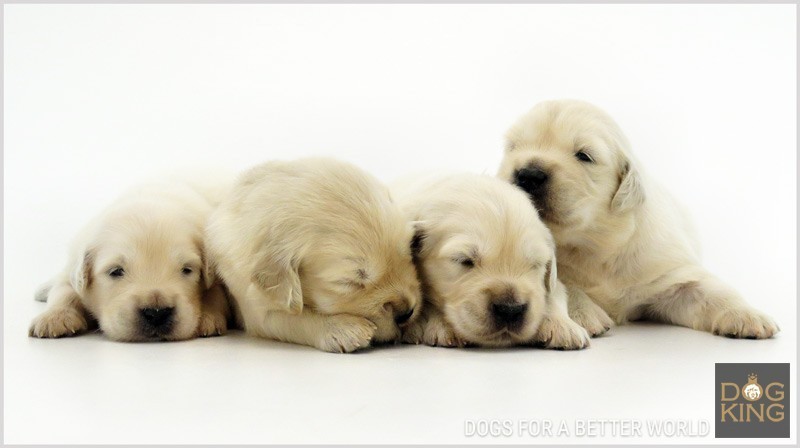 precio golden retriever cuanto cuesta precio camada cachorros golden