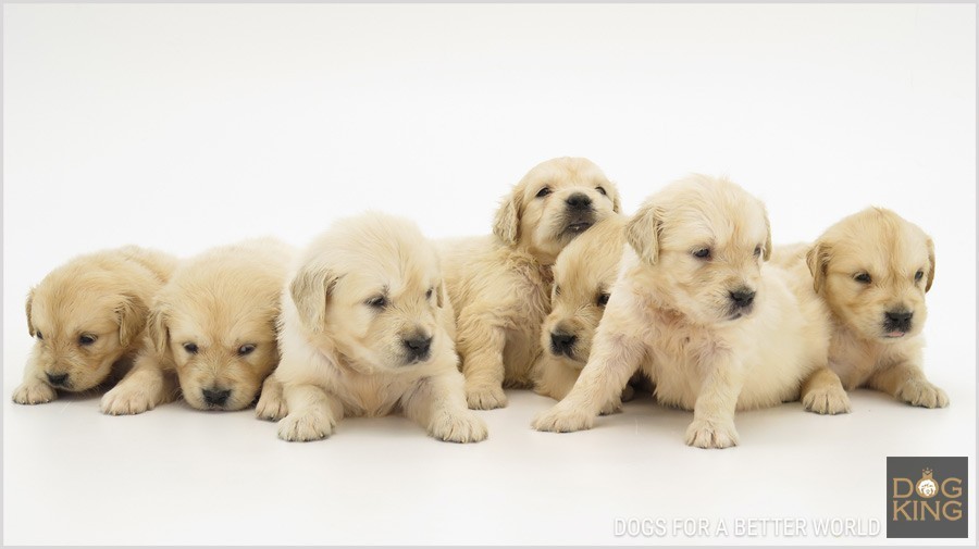 precio golden retriever cuanto cuesta precio golden cachorro cuanto vale