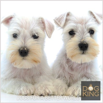 Que Precio Tiene Un Schnauzer Que Precio Tiene Un Schnauzer