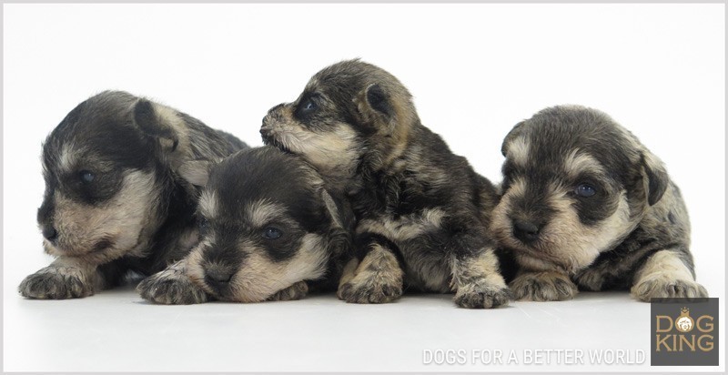 precio schnauzer cuanto cuesta precio camada schnauzer salpimienta