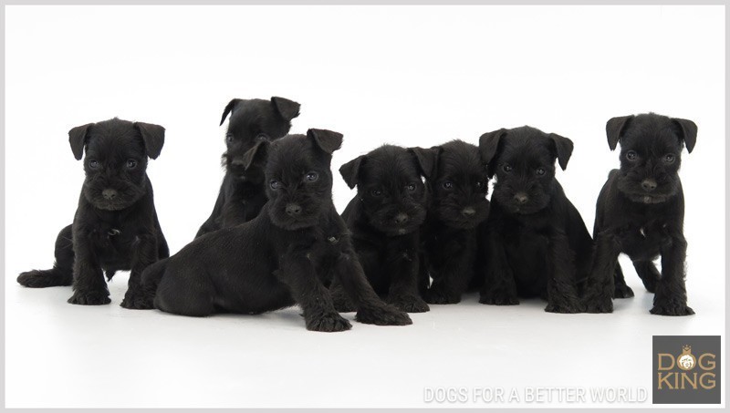 precio schnauzer cuanto cuesta precio schnauzer cachorro negro