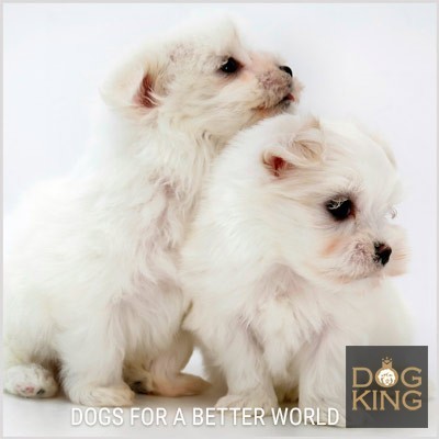 precio bichon maltes cuanto cuesta precio bichon maltes dos cachorros
