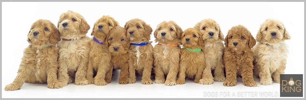 precio bichon maltes cuanto cuesta precio camada cachorros bichon maltes