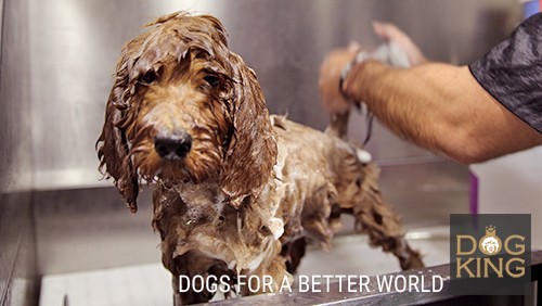 DOGKING, ¿Realizáis envíos de perros a domicilio? DOGKING, ¿Realizáis envíos de perros a domicilio?