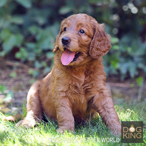 labradoodle perro australian cobberdog