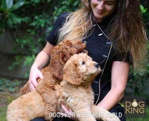 cachorros rojo crema labradoodle AUSTRALIAN COBBERODG