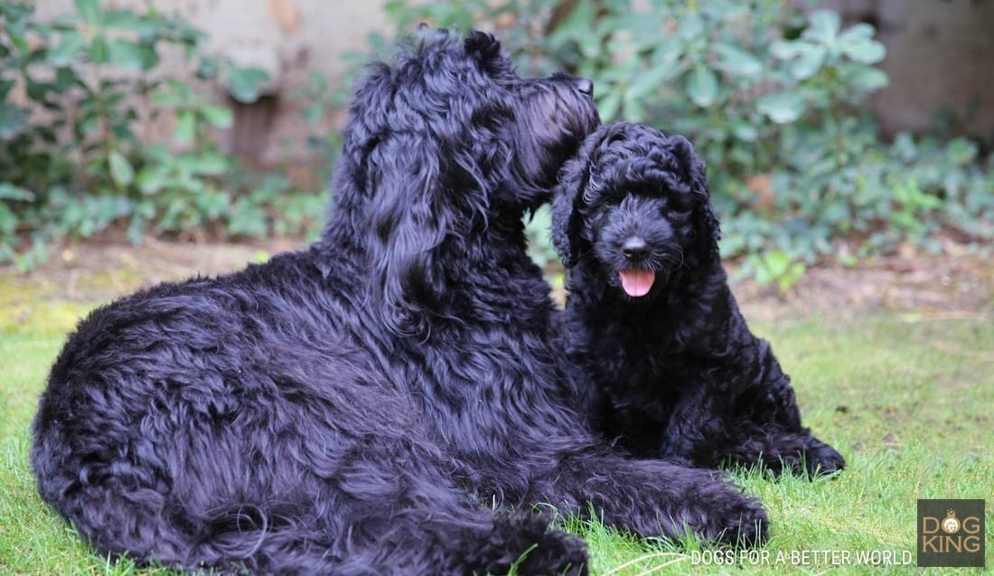 madre cachorro labradoodle negro AUSTRALIAN COBBERODOG