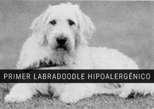 labradoodle wally conron hipoalergnico