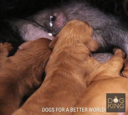 australian cobberdog puppies