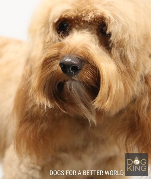 DOGKING, Qu diferencia hay entre un Australian Cobberdog y un Labradoodle?