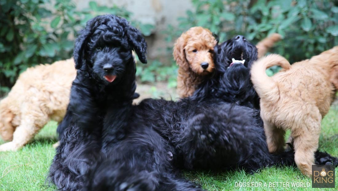 DOGKING, Qu diferencia hay entre un Australian Cobberdog y un Labradoodle?