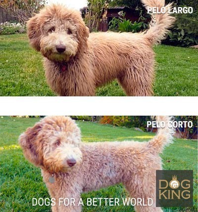 DOGKING, Como es el pelo del Australian Cobberdog?